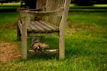 Cute little squirrel standing, sitting, posing on the bench in the London park. Amazing wild animal portrait