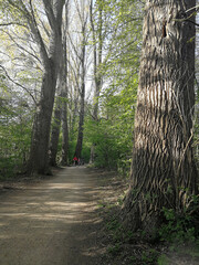 trees and path in spring