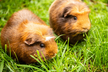 guinea pig on natural background