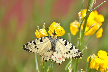 Allancastria cerisyi, the eastern festoon butterfly on flower. Old World papilionidae butterfly
