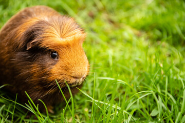 guinea pig on natural background