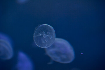 Obraz na płótnie Canvas Jellyfish set, in the ocean