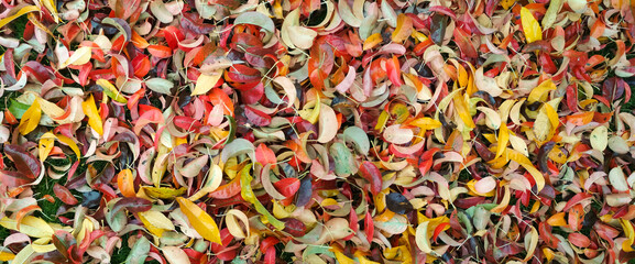 Autumn background. Background of autumn multicolored leaves.