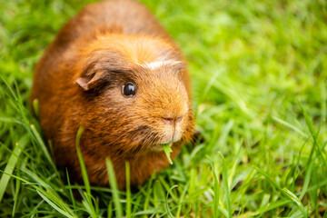 guinea pig on natural background
