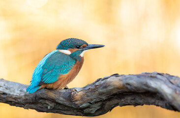 Common kingfisher, Alcedo atthis. The bird sitting on a branch above the water while waiting for fish