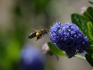 honey bee in flight next to ceanothus flower