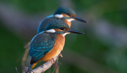 Common kingfisher, Alcedo atthis. In the early morning, two young birds are sitting on the same branch by the river.