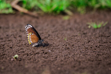 Butterfly is sucking clear soil