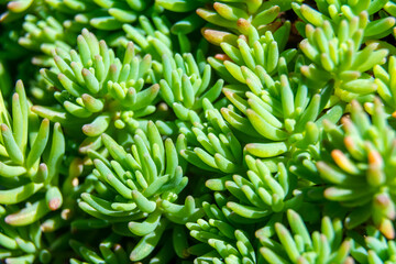 Abstract succulent plant macro background
