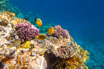 Fototapeta na wymiar Tropical Fish on coral reef in Ras Mohammed national park, Egypt