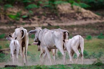 Obraz na płótnie Canvas cows at summer green field