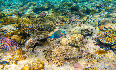 Fototapeta na wymiar Tropical Fish on coral reef in Ras Mohammed national park, Egypt