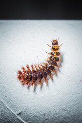 ladybug, insect, fly, wildlife, animals, butterfly, wing, bug, spider, wild, beetle, nature, macro, wasp, picture of insects, ecology, worm, fauna, small, invertebrate, closeup, animal, fly - insect