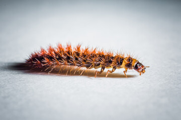 ladybug, insect, fly, wildlife, animals, butterfly, wing, bug, spider, wild, beetle, nature, macro, wasp, picture of insects, ecology, worm, fauna, small, invertebrate, closeup, animal, fly - insect