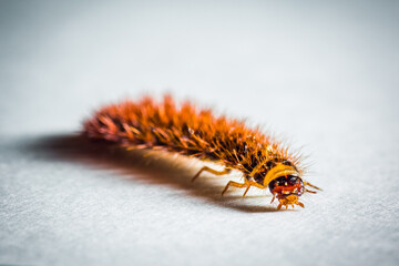 ladybug, insect, fly, wildlife, animals, butterfly, wing, bug, spider, wild, beetle, nature, macro, wasp, picture of insects, ecology, worm, fauna, small, invertebrate, closeup, animal, fly - insect