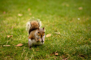 Cute curious squirrel posing on the grass in the park on the mown grass. Little wild animal eating nut. London nature relax