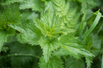 Young succulent plant of the nettle. Close up. Bright green. Medicinal plant.