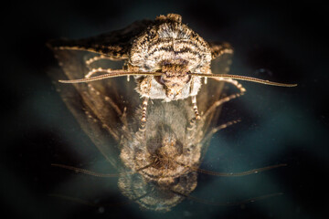 ladybug, insect, fly, wildlife, animals, butterfly, wing, bug, spider, wild, beetle, nature, macro, wasp, picture of insects, ecology, worm, fauna, small, invertebrate, closeup, animal, fly - insect