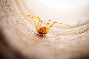 ladybug, insect, fly, wildlife, animals, butterfly, wing, bug, spider, wild, beetle, nature, macro, wasp, picture of insects, ecology, worm, fauna, small, invertebrate, closeup, animal, fly - insect