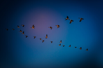 group of geese in flight against a bright sun lit blue sky 