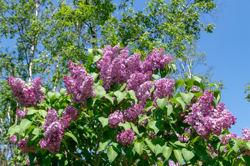 札幌市　百合が原公園に咲く春の花