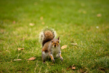Naklejka na ściany i meble Cute curious squirrel posing on the grass in the park on the mown grass. Little wild animal. London nature relax