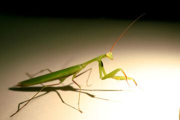 Green mantis are raising both front legs