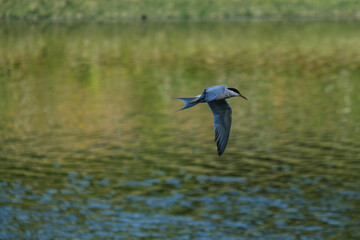 Common Tern.(Sterna hirundo), Lagan River, Belfast, Northern Ireland, UK