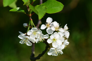 flores de cerezo en primavera