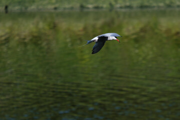 Common Tern.(Sterna hirundo), Lagan River, Belfast, Northern Ireland, UK