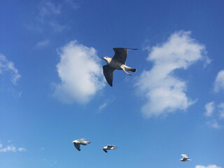 seagull flying in the sky