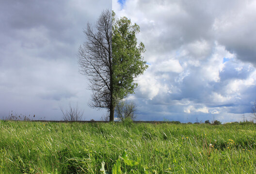 Abstract image of lonely tree in spring without leaves, in summer on grass with green foliage