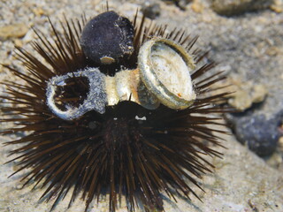 sea urchin underwater close up moving ocean scenery