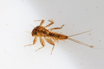 Heptageniidae, close-up of nymph in water