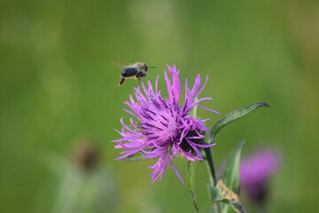 abeja volando cerca de una flor violeta