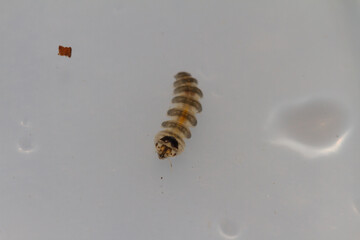 Blephariceridae, larva with suction cups to attach to the substrate