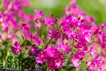 Obraz na płótnie Canvas 札幌市　百合が原公園に咲く春の花