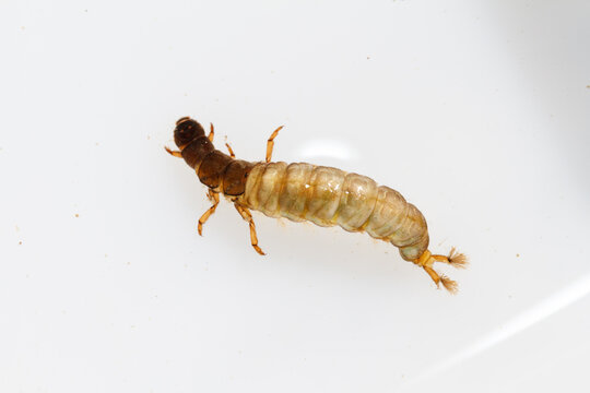 Hydropsychidae, tricopter out of its case