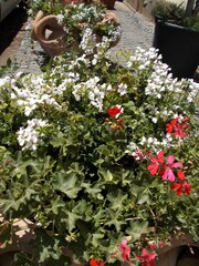 Obraz premium Rośliny, kwiaty w dekoracyjnych naczyniach, Italia.