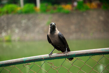 black bird indian crow in park siting railing looking camera pose