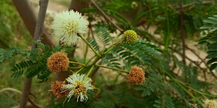  beautiful image babool flower (Indian flowers)