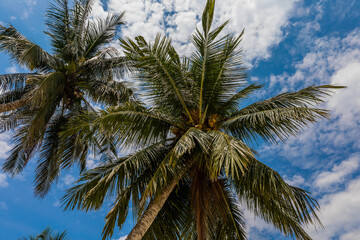 Fototapeta na wymiar Palm trees at beautiful tropical beach with white sand and turquoise water on Perhentian Island, Malaysia