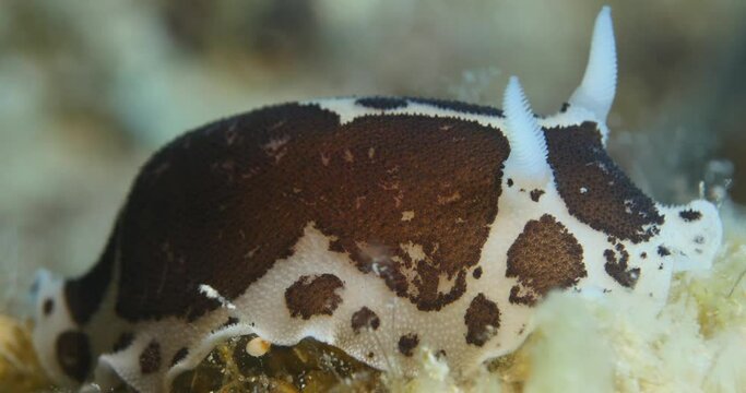 nudibranch  underwater eating nudi branch underwater close up 