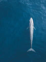 Wild blue whale