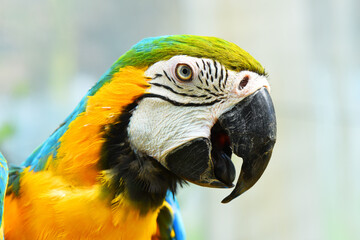 Macaw parrot portrait
