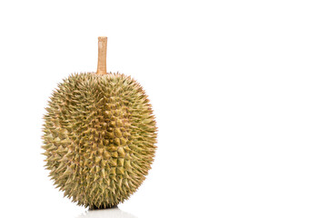 Popular Malaysian durian D101 breed against white background