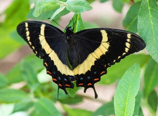 Beautiful Butterfly in nature with leaves.