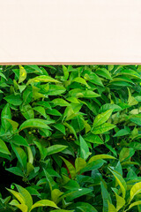 Background of green leaves of an orange tree under an awning