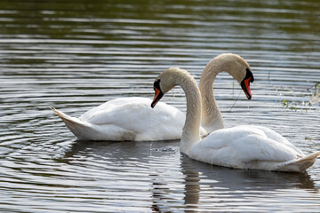 Couple of white swans (cygnus olor) floating in water