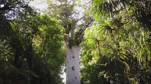 4k top to bottom tilt pan motion of the 2000 year old Kauri tree called Tane Mahuta, the largest and oldest Kauri tree on the north island of New Zealand